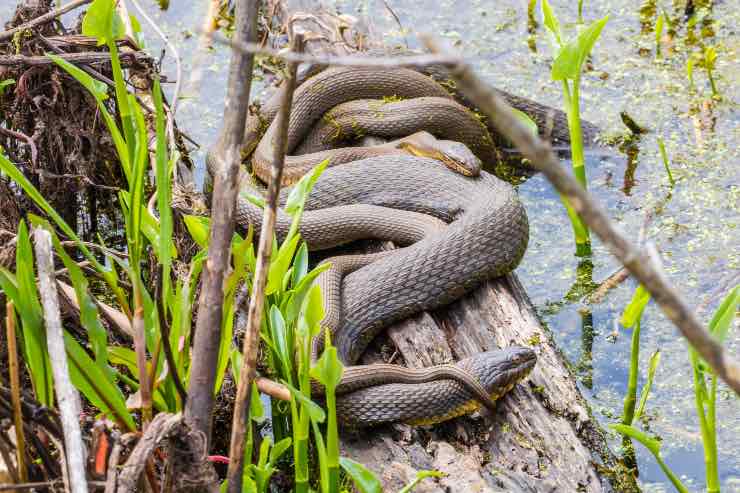 Accoppiamento serpenti (Istock)