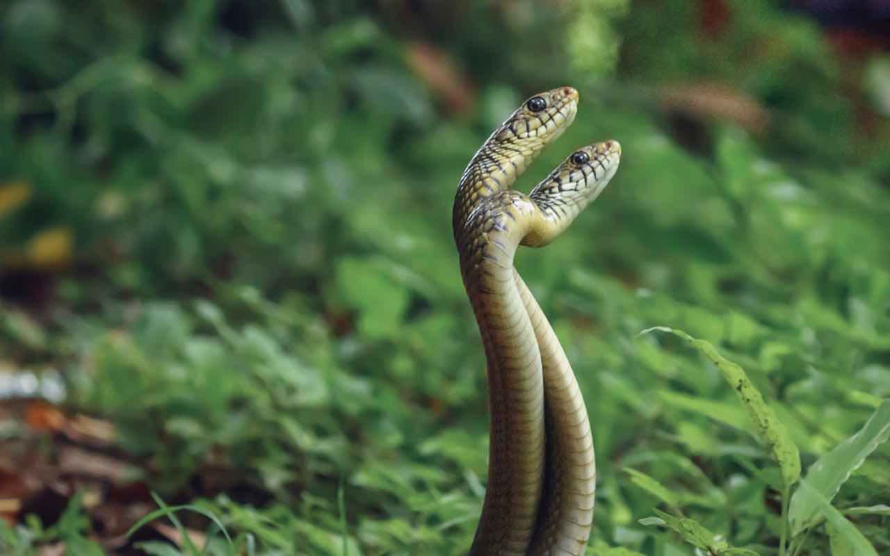 Accoppiamento serpenti (Istock)