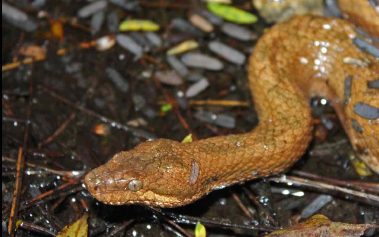 Tropidophis cacuangoae,