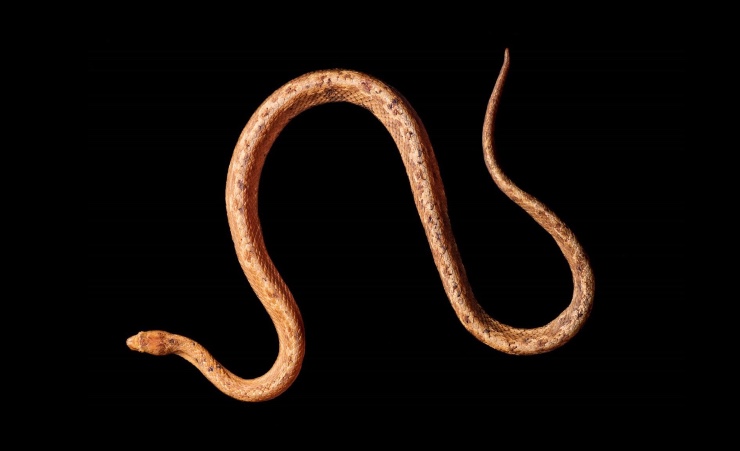  Tropidophis cacuangoae,