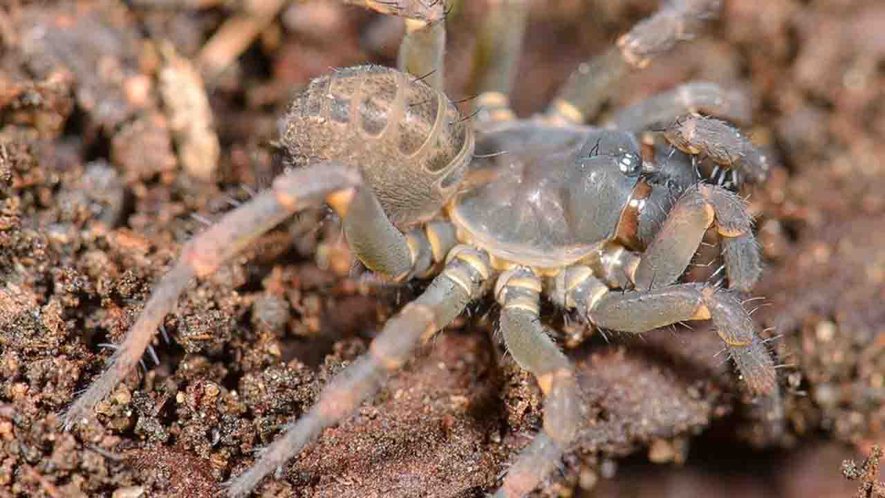 Discover a new prehistoric spider covered in plates. I am an armored beast