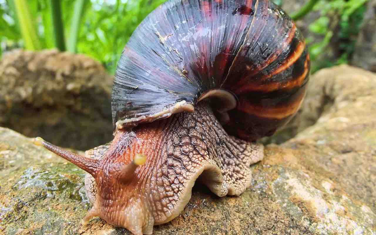 New species of giant snails discovered: larger than a hand and weighing more than a kilogram, destroy the plants they encounter
